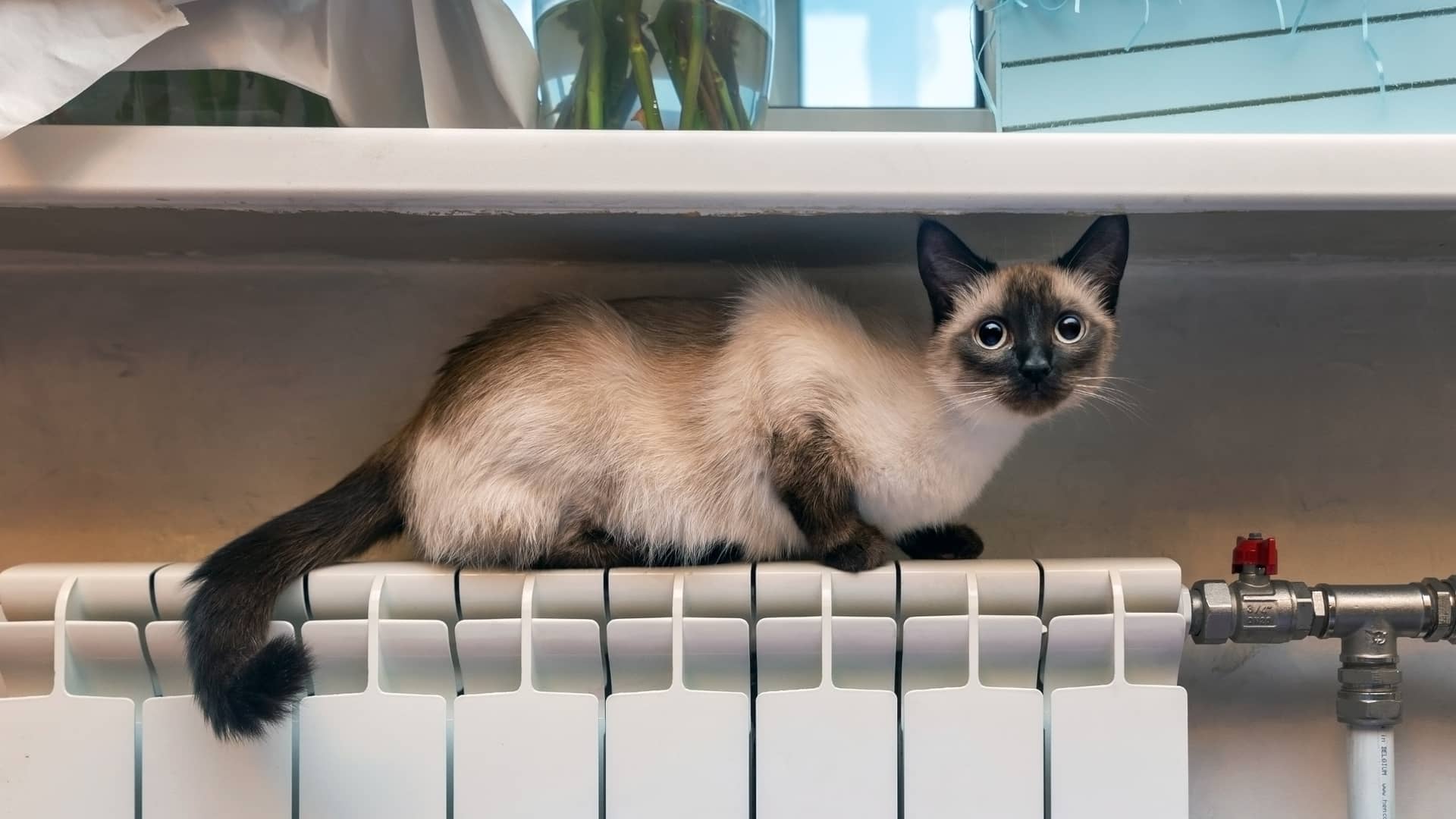 Precioso gato siamés reposa calentito sobre un radiador disfrutando de que sus dueños cuentan con una tarifa de gas de Eleia