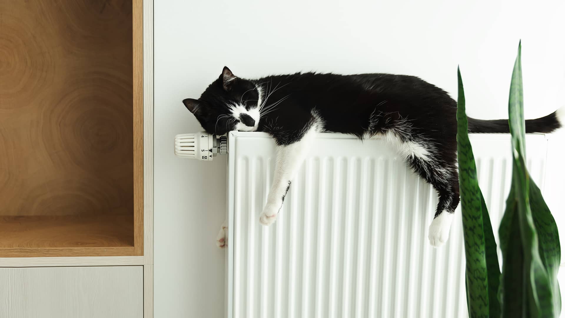 tranquilo gato durmiendo sobre un radiador de un hogar con una tarifa pvpc de iberdrola