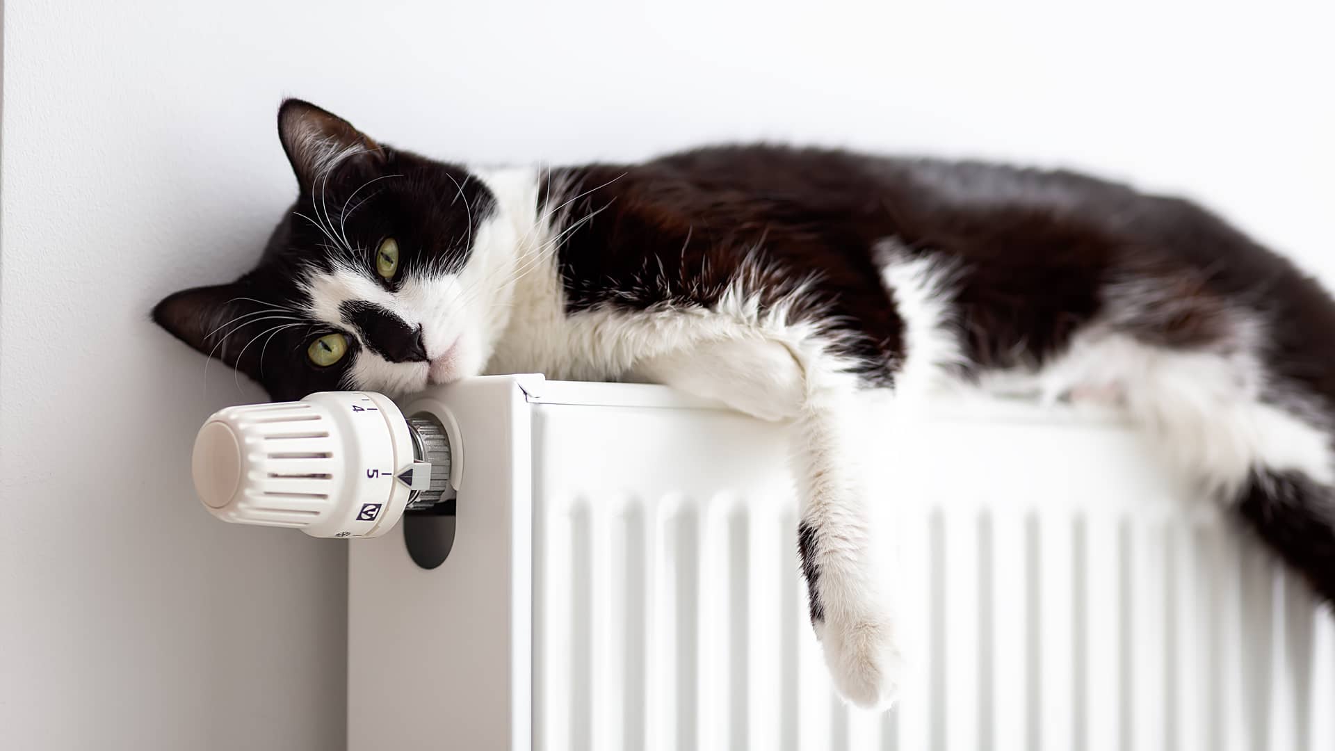 Un gato blanco y negro de ojos verdes descansa sobre un radiador, sus amos disfrutan de una tarifa de gas con logos energía