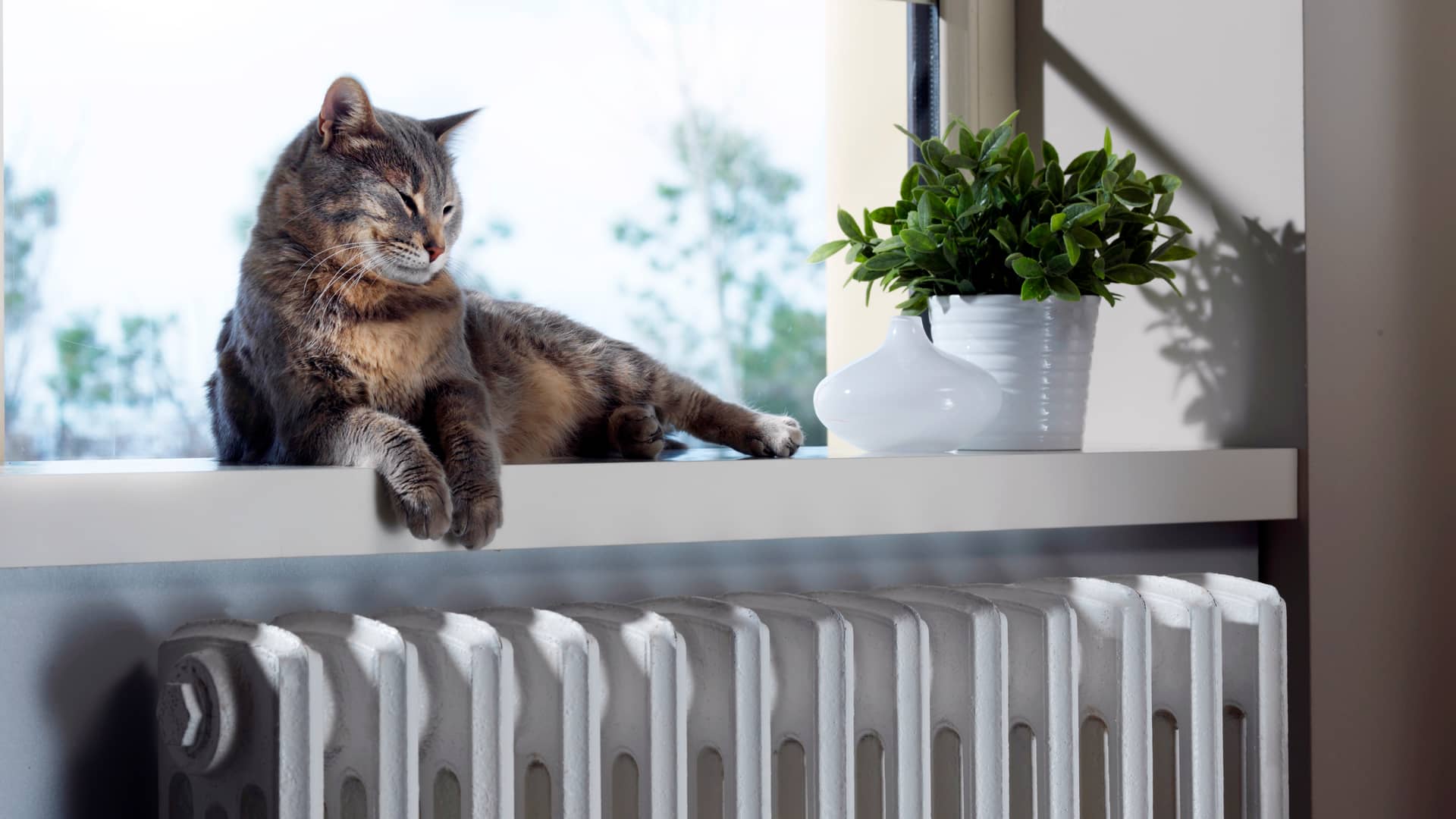 Gato reposando junto al calorcito de un radiador disfrutando de la tarida Nortegas de su dueño
