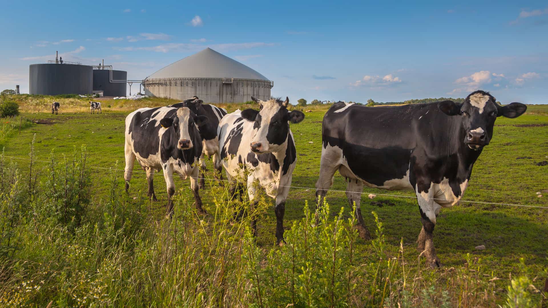 Planta de biogás con vacas en una granja