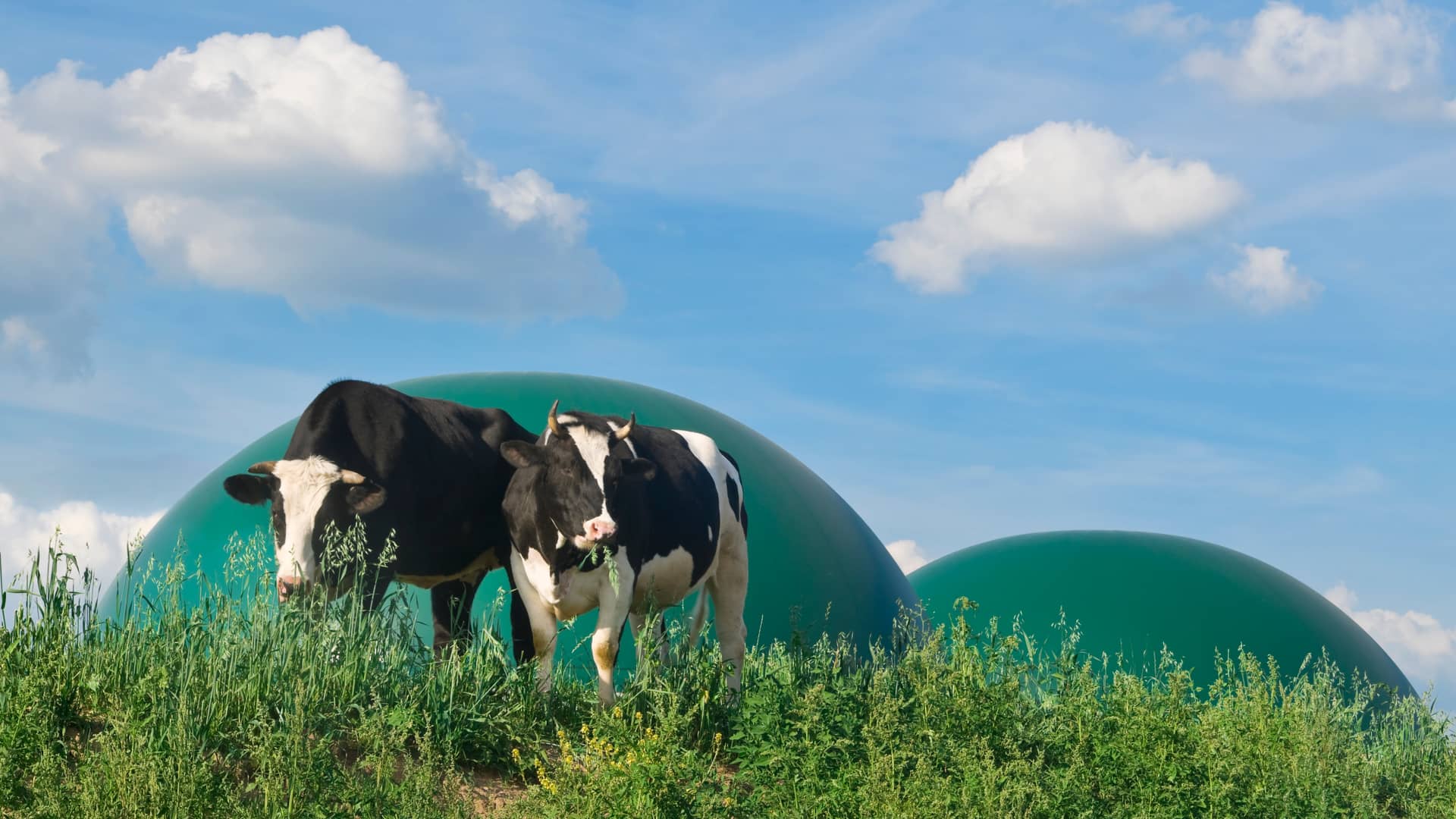 Vacas pastando frente a una planta de biogás sirve para hablar del funcionamiento de las mismas