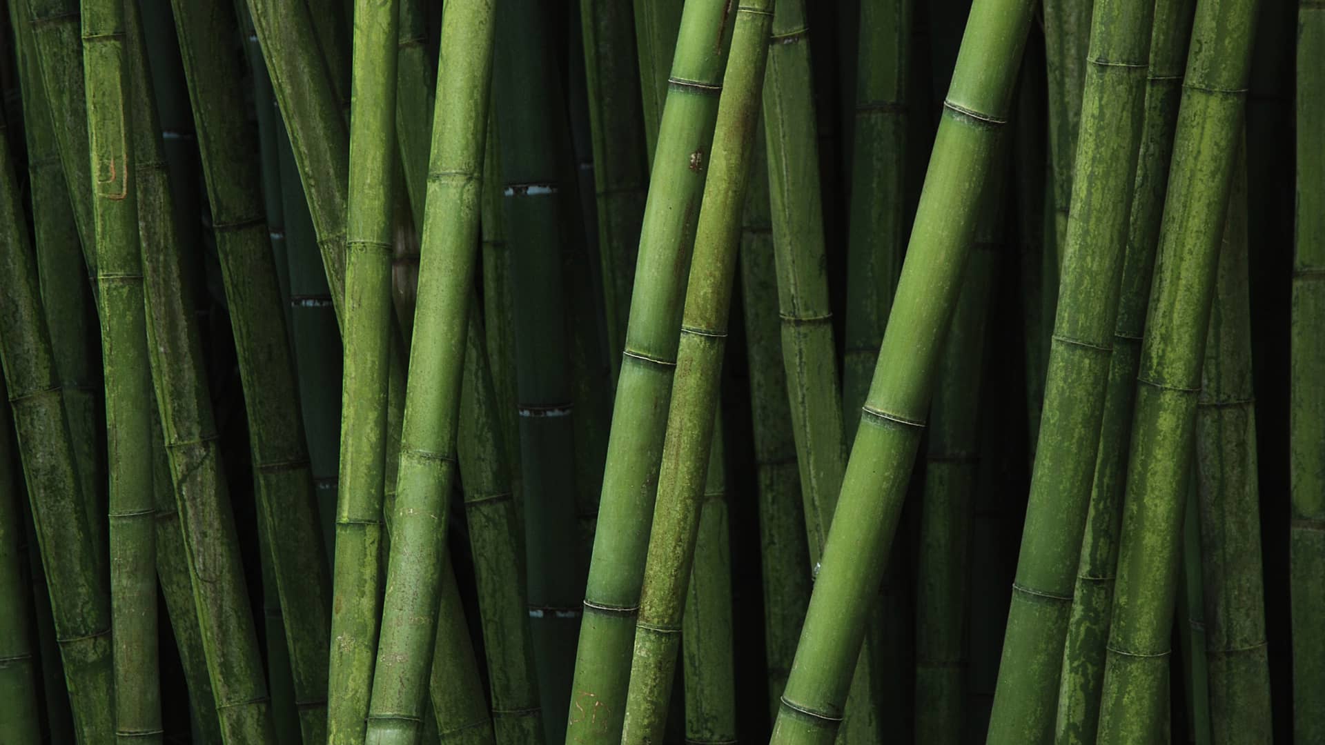 Bambú utilizado para generar biomasa