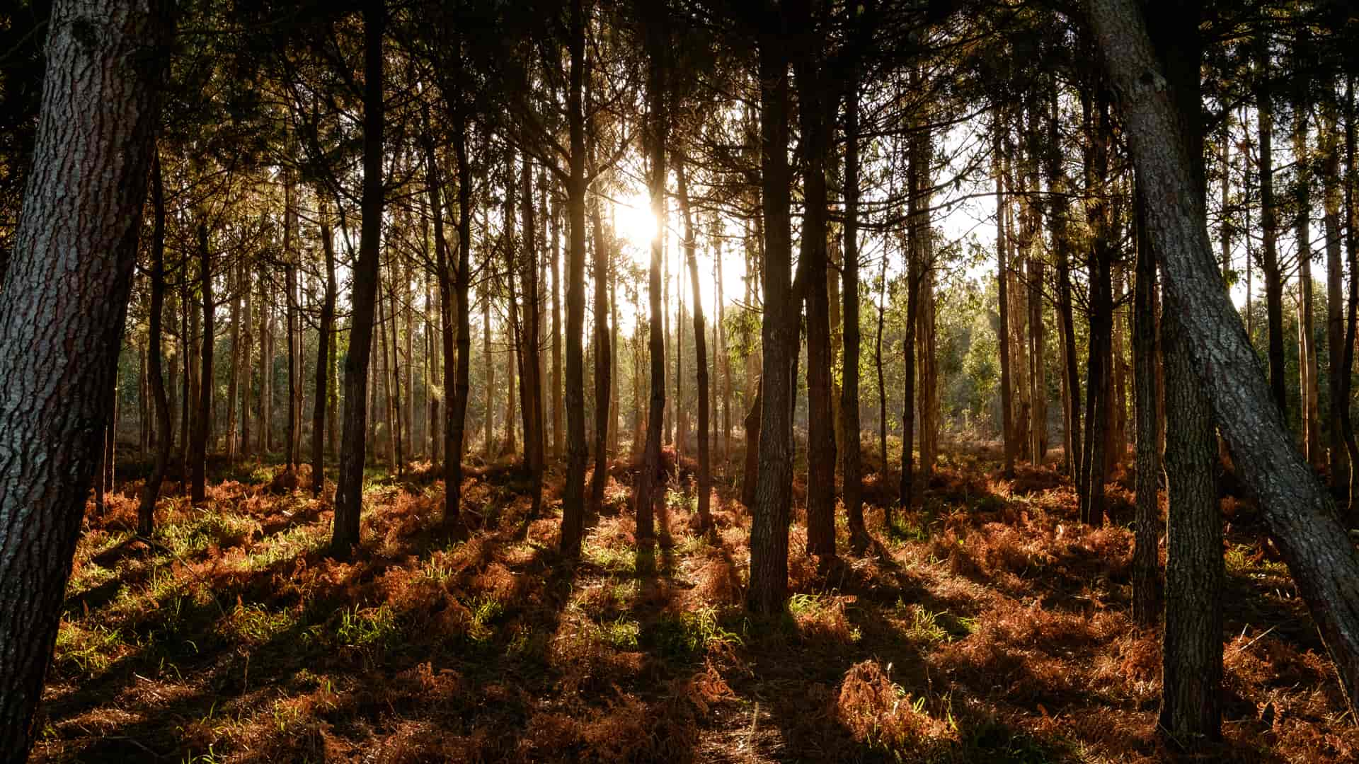 Masa forestal de pinar utlizada para biomasa