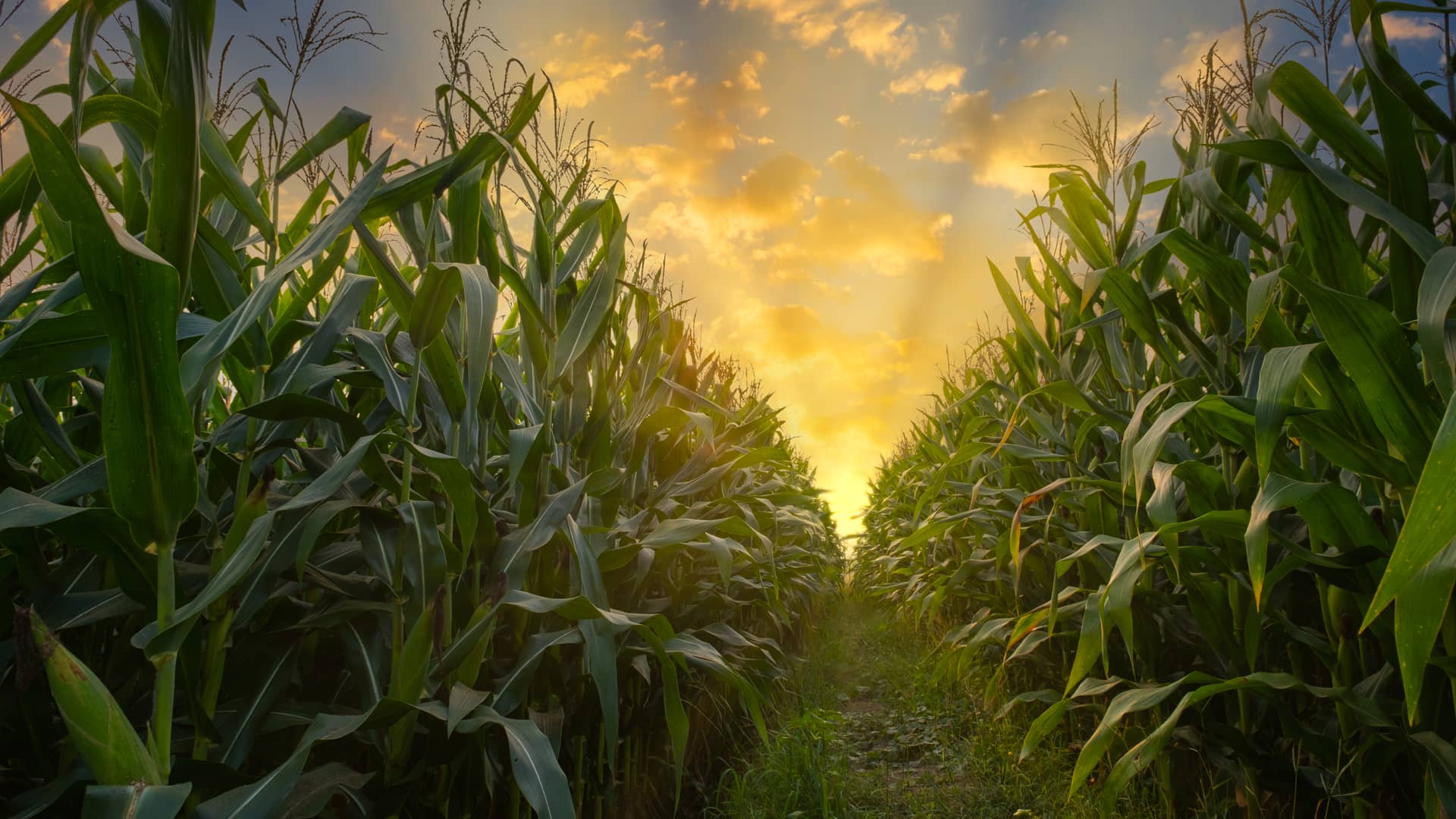 Campos de maiz representa uno de los primeros niveles de la piramide de la biomasa