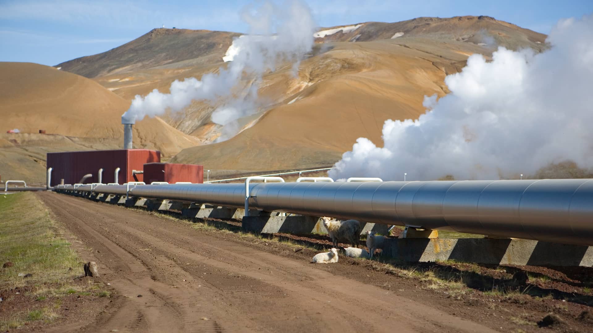 Ovejas junto a tubería que distribuye la energía proveniente de la central geotérmica, de la que también salen nubes de vapor